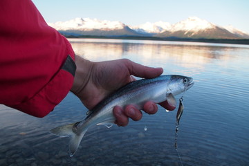 trout fishing in Patagonia with andes mountains, Lago Roca, near El Calafate, Argentina