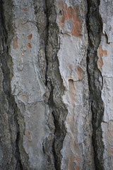 cluster pine bark