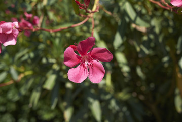 Oleander red flowers