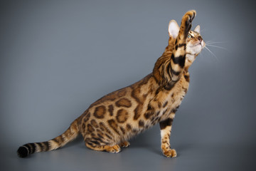 Studio photography of a bengal cat on colored backgrounds