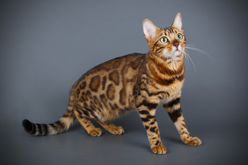 Studio photography of a bengal cat on colored backgrounds