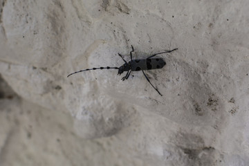 Mountain beetle on white stones.