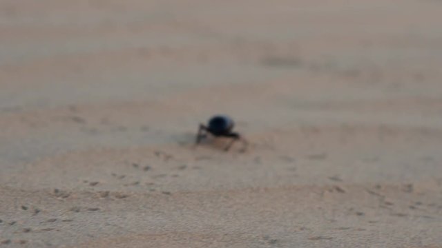 Black beetles (darkling beetles, Blaps gigas) roam sands of Great Indian Desert (Thar), leave chain of tracks; they collect water from morning raw air, are saprophages and necrophages - corpse eater
