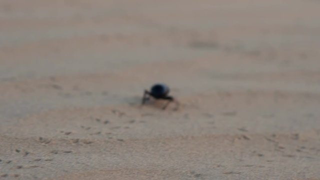 Black beetles (darkling beetles, Blaps gigas) roam sands of Great Indian Desert (Thar), leave chain of tracks; they collect water from morning raw air, are saprophages and necrophages - corpse eater
