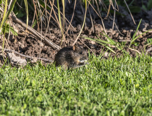 Rhabdomy or 4 striped mouse, eating grass and looking to right, paws and nails clearly showning...