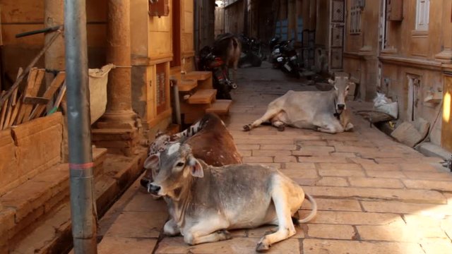 Cows freely recline in the narrow streets of Indian cities among cars and motorcycles, sacred cow. In the province of Rajasthan evening picture
