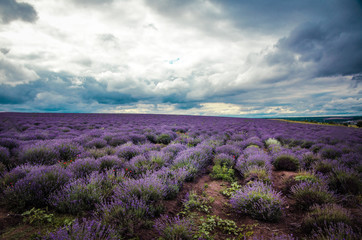 Lavender field with clouds in the background