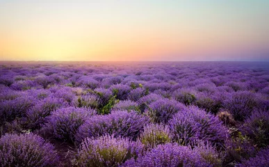 Wall murals pruning Lavender field at the sunset