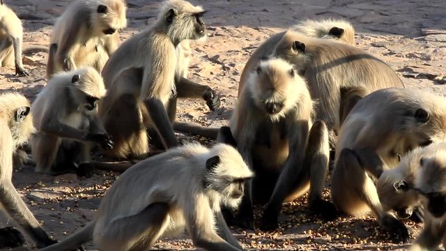 pack of monkeys (langurs) actively feeds on scattered nuts, animal feeding, animal freeloading. Swooped down the whole flock. Competition and interaction in the social world - wolf pack or rat pack
