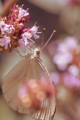 Der Schmetterling