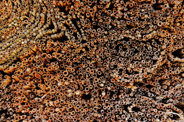 Bienenstock aus Schilfrohr