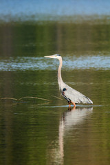 Stalking Great Blue Heron
