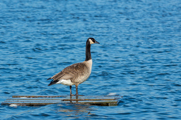 Lazy Goose