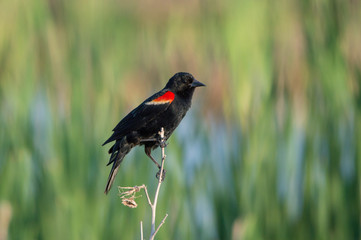 Perched Red-Winged Blackbird 