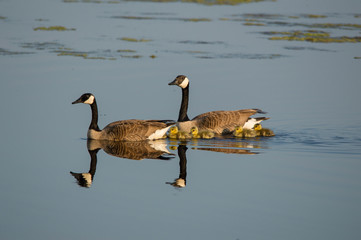 Goose Family out for a Swim