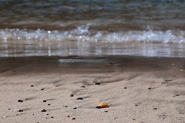 Schere einer Krabbe angespült am Strand mit unscharfen Wellen