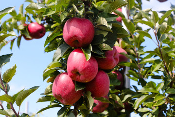 Apples hanging in orchard