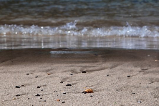 Schere einer Krabbe angesp&uuml;lt am Strand mit unscharfen Wellen