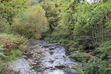 Wild Woodland River