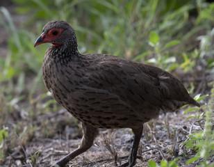 Swainson's spurfowl ( Pternistis swainsonii ) walking to the right, showing very red eye skin and patterened feathers, Kruger National Park, South Africa