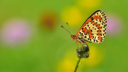 Melitaea didyma  411