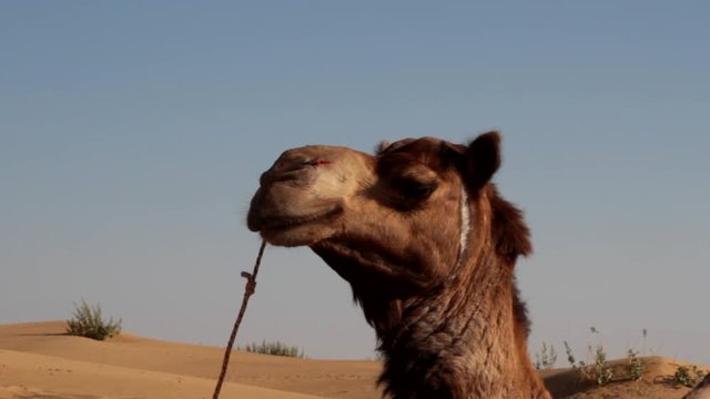 Arrogant proud camel dromader on the background of dunes. Portrait in the Great Indian desert, Thar
