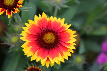Couleurs en harmonie 