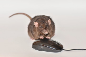 Rat and computer mouse