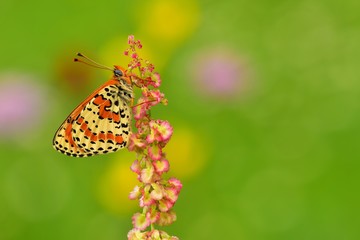 Melitaea didyma  412