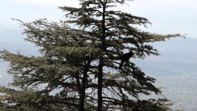 Valley Of The Himalayas. Jungle crow (Large-billed crow, Corvus macrorhynchos) frames the Himalayan spruce. Indian birds
