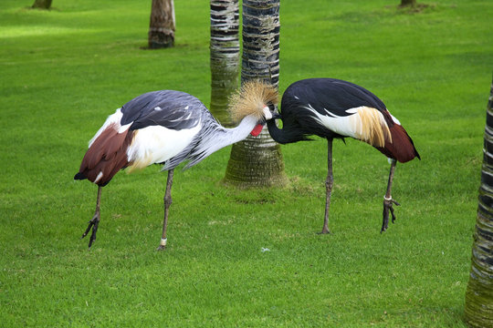 Black crowned crane in Puerto de la Cruz. Tenerife. Spain