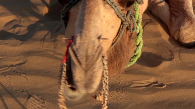 Lying camel chews cud. It is seen that rein is stretched through nostrils of animal and sharp stick fixes rope, camel is evil restless animal and bridle in nose to control. 
