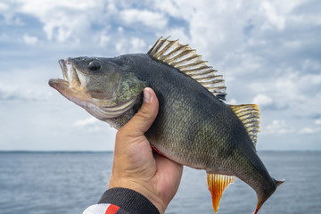 Perch fish trophy in hand of fisherman above water.