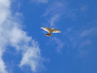 Pigeon on flight