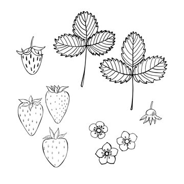 Strawberry. Fruits, flowers, leaves. Vector sketch illustration