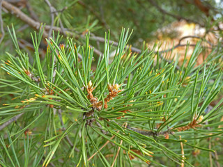 Green pine needle