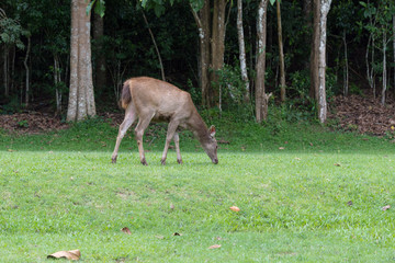 鹿・自然・食事・動物