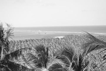 Coqueiral a beira mar