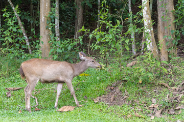 鹿・自然・食事・動物