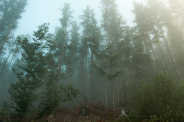 Obraz premium Fog in the forest, Carpathian mountains 5