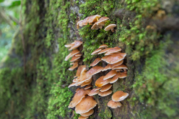 サルノコシカケ・キノコ・苔・自然