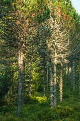 Obraz premium Dry fir trees in the forest, summer, Carpathian mountains 10
