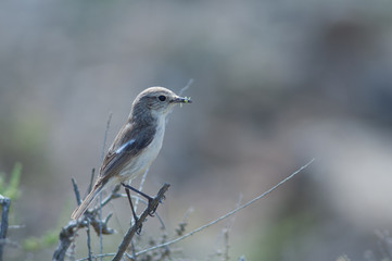Canary Islands stonechat (Saxicola dacotiae). Female with food for its chicks. Esquinzo ravine. La Oliva. Fuerteventura. Canary Islands. Spain.