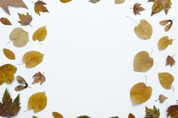 Fototapeta na wymiar Autumn frame made of dry colorfull leaves isolated on white background, copy space. Flat lay, top view.