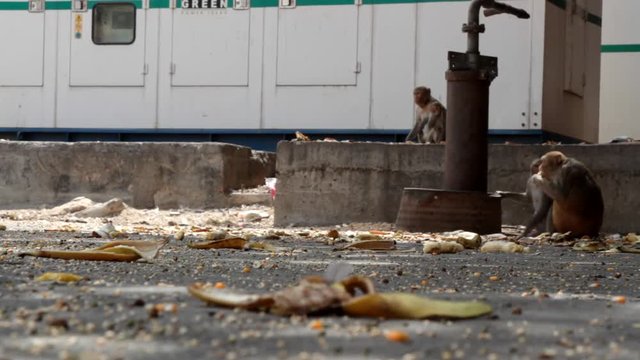 Feeding an adult rhesus monkey and panic in a pack of monkeys on the streets. India
