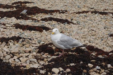 Mouette de l'île de Bréhat