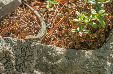 Lizard on the rocks covered with moss 5