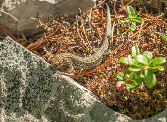 Lizard on the rocks covered with moss 4