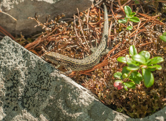 Lizard on the rocks covered with moss 3
