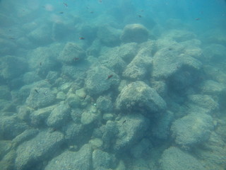 fishswarm